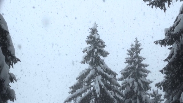 Video Reference: Plant, Sky, Branch, Snow, Cloud, Larch, Twig, Slope, Evergreen, Natural landscape