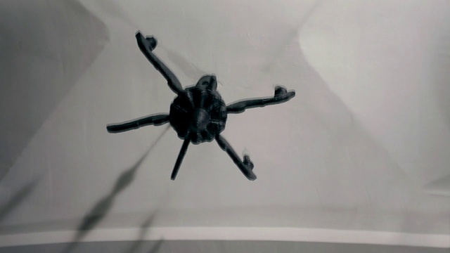 Video Reference: Eye, Insect, Arthropod, Spider, Sculpture, Gesture, Grey, Pest, Sky, Arachnid