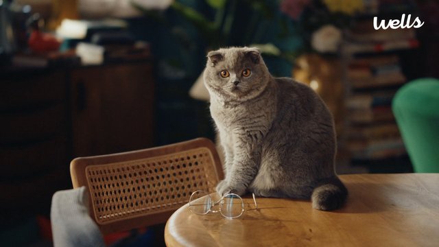 Video Reference: cat, gray cat, pet, indoor, wooden table, eyeglasses, chair, home interior, bokeh, soft light, cute, animal, room, logo, commercial, portrait