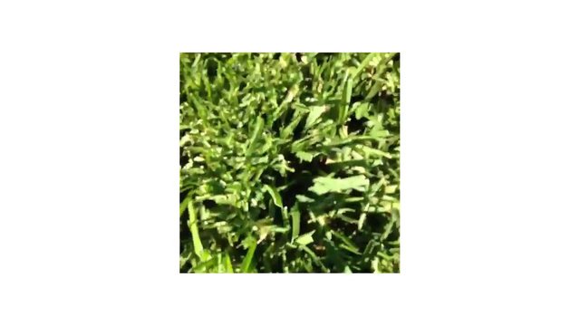 Video Reference: grass, green, plants, foliage, vegetation, groundcover, nature, outdoor, closeup, texture, lawn, garden