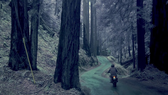 Video Reference: Plant, Tire, Natural landscape, Tree, Wood, People in nature, Wheel, Trunk, Atmospheric phenomenon, Terrestrial plant