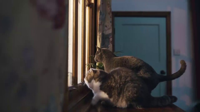 Video Reference: Cat, Felidae, Window, Carnivore, Wood, Small to medium-sized cats, Whiskers, Plant, Tail, Door