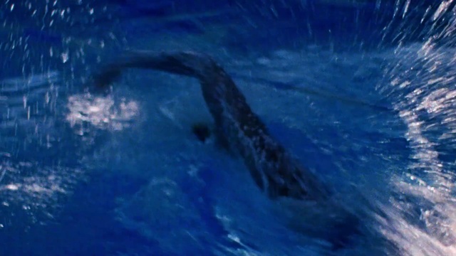 Video Reference: Water, Liquid, Azure, Fluid, Swimming pool, World, Common dolphins, Underwater, Dolphin, Common bottlenose dolphin