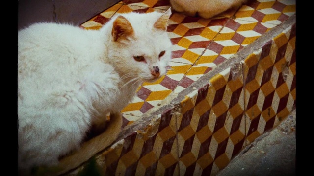 Video Reference: Cat, Felidae, Wood, Carnivore, Small to medium-sized cats, Fawn, Mesh, Whiskers, Tail, Domestic short-haired cat