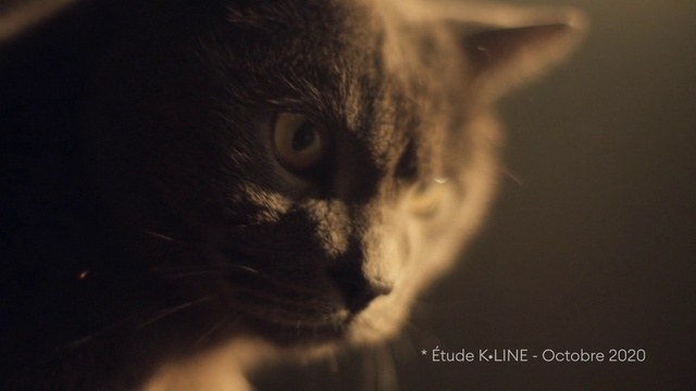 Video Reference: Cat, Ear, Carnivore, Felidae, Whiskers, Terrestrial animal, Small to medium-sized cats, Sky, Cloud, Snout