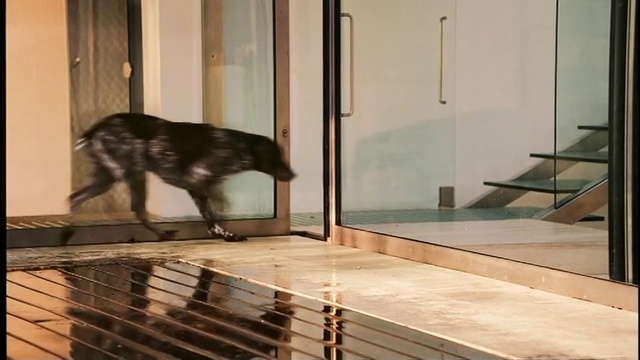 Video Reference: Dog, Wood, Carnivore, Flooring, Interior design, Floor, Dog breed, Door, Working animal, Snout