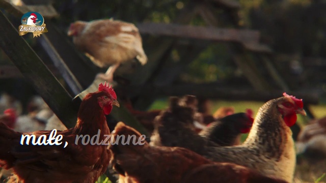 Video Reference: Bird, Vertebrate, Beak, Phasianidae, Chicken, Organism, Feather, Comb, Galliformes, Poultry