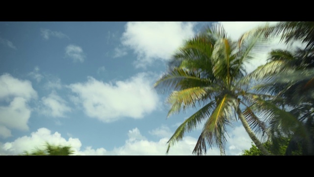 Video Reference: Cloud, Sky, Plant, Terrestrial plant, Natural landscape, Arecales, Coconut, Tree, Palm tree, Cumulus