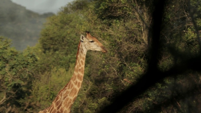 Video Reference: Giraffe, Giraffidae, Plant, Plant community, Neck, Natural landscape, Tree, Fawn, Grass, Groundcover