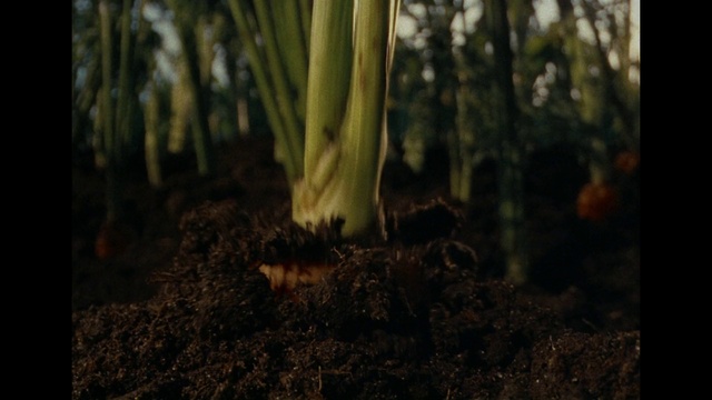 Video Reference: Atmosphere, Plant, Ecoregion, Wood, People in nature, Trunk, Terrestrial plant, Natural landscape, Twig, Atmospheric phenomenon