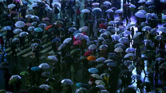 Video Reference: Natural environment, Organism, Fish, Crowd, Electric blue, Event, Underwater, Coral reef, Reef, Science