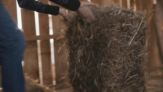 Video Reference: Gesture, Wood, Working animal, Liver, Terrestrial animal, Snout, Long hair, Sporting Group, Fur, Event