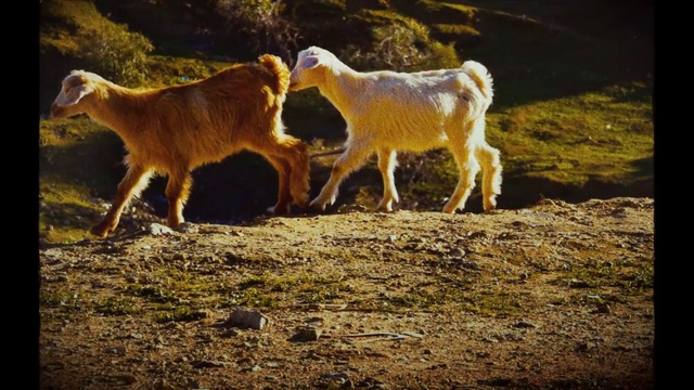 Video Reference: Plant, Grass, Fawn, Terrestrial animal, Grassland, Landscape, Meadow, Natural landscape, Human leg, Livestock