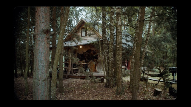 Video Reference: Plant, Leaf, Wood, Natural environment, Window, Branch, Tree, Natural landscape, Trunk, Sunlight