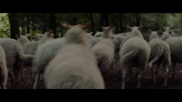 Video Reference: Beak, Phasianidae, Galliformes, Dog breed, Poultry, Grass, Fowl, Snout, Livestock, Terrestrial animal