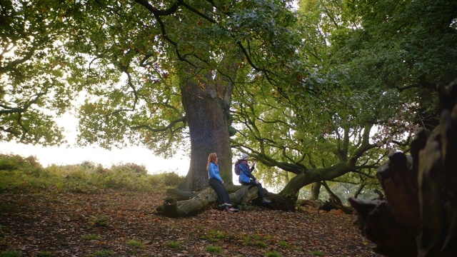 Video Reference: Plant, People in nature, Natural landscape, Twig, Wood, Tree, Trunk, Shade, Grass, Deciduous