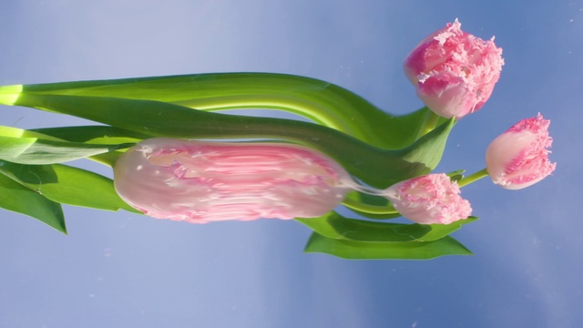 Video Reference: Flower, Plant, Liquid, Water, Petal, Leaf, Terrestrial plant, Pink, Pedicel, Artificial flower