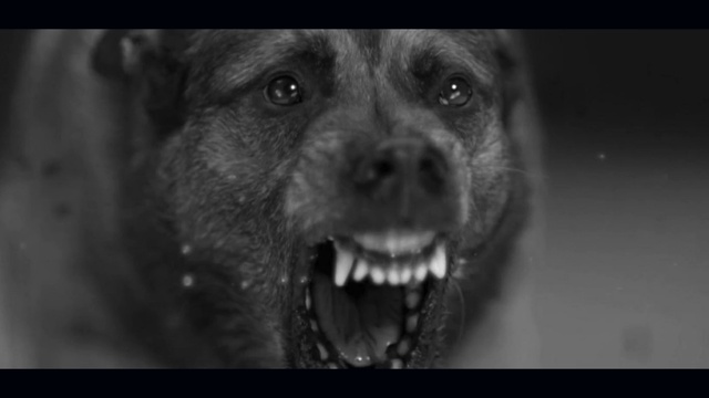 Video Reference: Dog, Carnivore, Dog breed, Human body, Jaw, Whiskers, Organism, Iris, Style, Flash photography