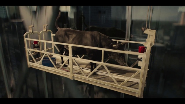 Video Reference: Working animal, Fence, Snout, Terrestrial animal, Metal, Livestock, Dairy, Animal shelter, Rectangle, Bovine