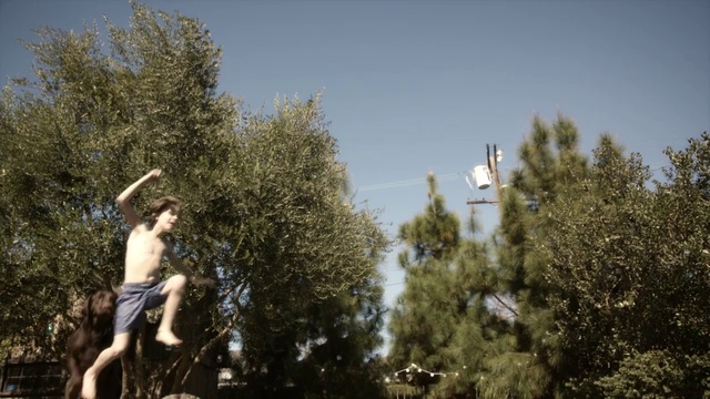 Video Reference: Sky, Tree, Plant, Flash photography, Grass, Working animal, Landscape, Wood, Leisure, Monument