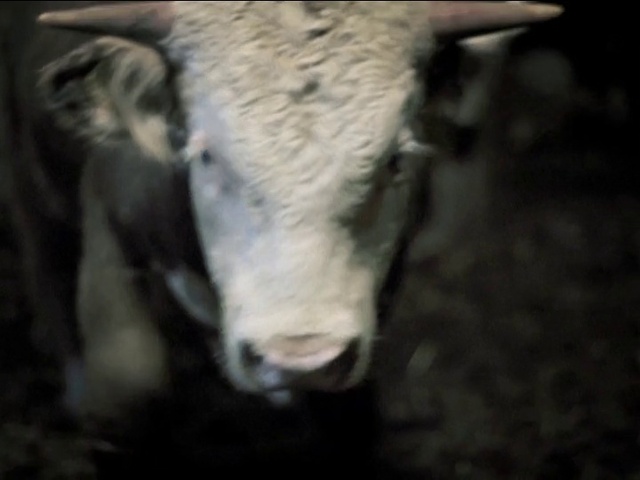 Video Reference: Eye, Working animal, Jaw, Terrestrial animal, Dairy cow, Horn, Sheep, Livestock, Darkness, Bovine