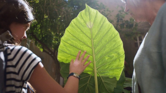 Video Reference: Shirt, Plant, Nature, Leaf, People in nature, Botany, Organism, Terrestrial plant, Vegetation, Sunlight