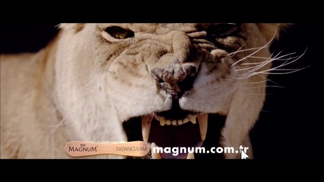 Video Reference: Head, Roar, Fang, Felidae, Carnivore, Whiskers, Organism, Small to medium-sized cats, Big cats, Lion