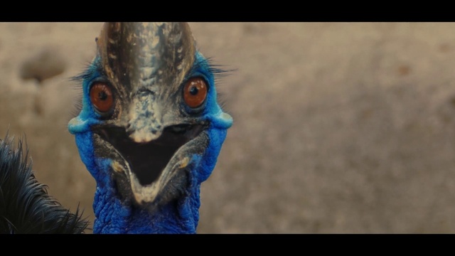 Video Reference: Hair, Bird, Ratite, Eye, Beak, Phasianidae, Human body, Feather, Galliformes, Terrestrial animal