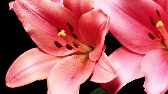 Video Reference: Flower, Plant, Petal, Botany, Terrestrial plant, Pink, Flowering plant, Cut flowers, Pedicel, Peach