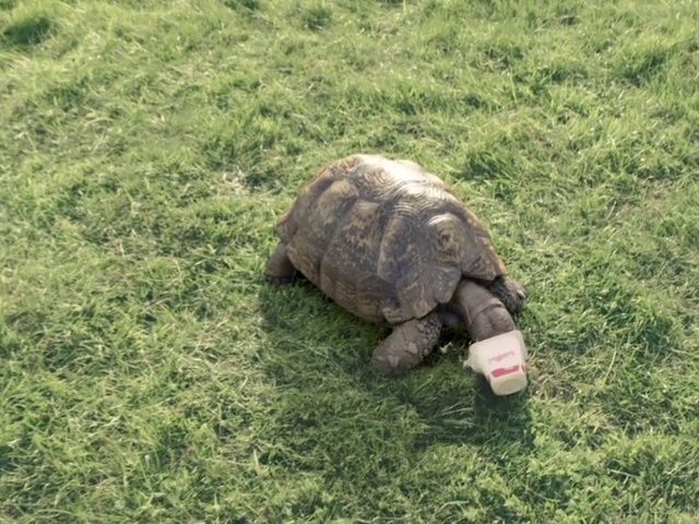 Video Reference: Reptile, Turtle, Chelonoidis, Gopher tortoise, Galápagos tortoise, Terrestrial animal, Tortoise, Groundcover, Grassland, Grass