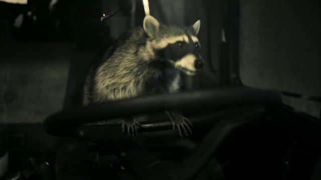 Video Reference: Carnivore, Whiskers, Grey, Terrestrial animal, Snout, Procyonidae, Darkness, Midnight, Tail, Fur