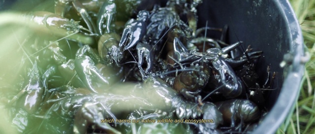 Video Reference: Terrestrial plant, Liquid, Leaf vegetable, Ingredient, Twig, Grass, Pattern, Invertebrate, Fast food, Conifer