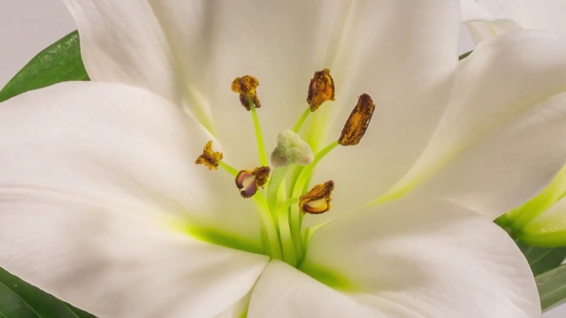 Video Reference: Flower, Plant, White, Petal, Botany, Terrestrial plant, Pedicel, Flowering plant, Lily, Close-up