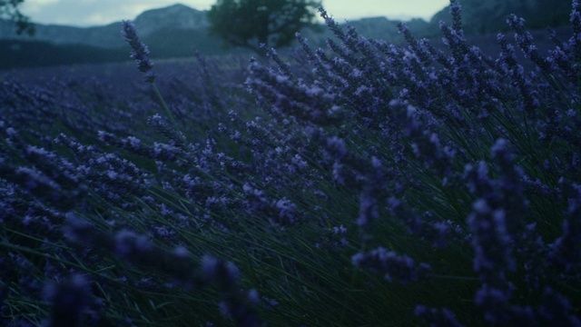 Video Reference: Flower, Atmosphere, Plant, Purple, Natural environment, Vegetation, Grass, Natural landscape, Herbaceous plant, Groundcover