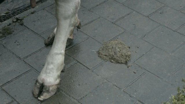 Video Reference: cow, legs, muddy, sidewalk, pavement, manure, outdoor, animal, street, close-up, farm, urban