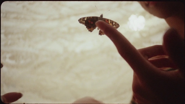 Video Reference: Pollinator, Insect, Water, Moths and butterflies, Arthropod, Gesture, Butterfly, Reptile, Happy, Thumb
