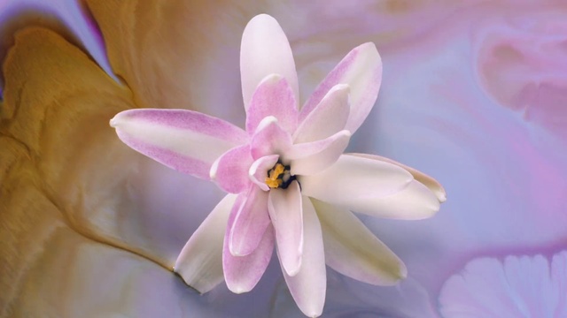 Video Reference: Flower, Plant, Petal, Purple, Terrestrial plant, Pink, Herbaceous plant, Flowering plant, Magenta, Close-up