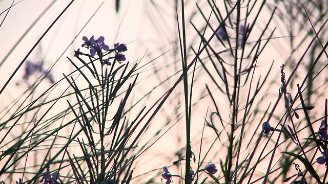 Video Reference: Plant, Sky, Flower, Branch, Twig, Line, Tree, People in nature, Grass, Dusk