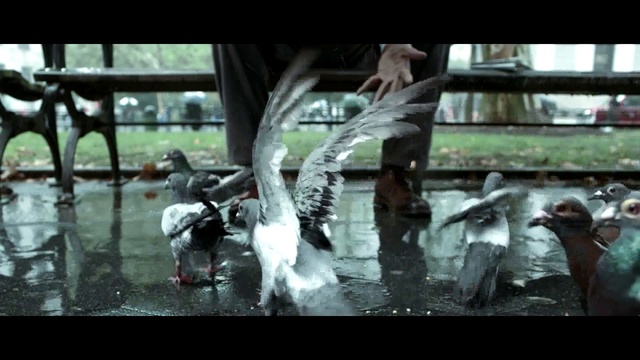 Video Reference: Bird, Water, Vertebrate, Flash photography, Beak, Font, Wing, Monochrome photography, Water bird, Monochrome