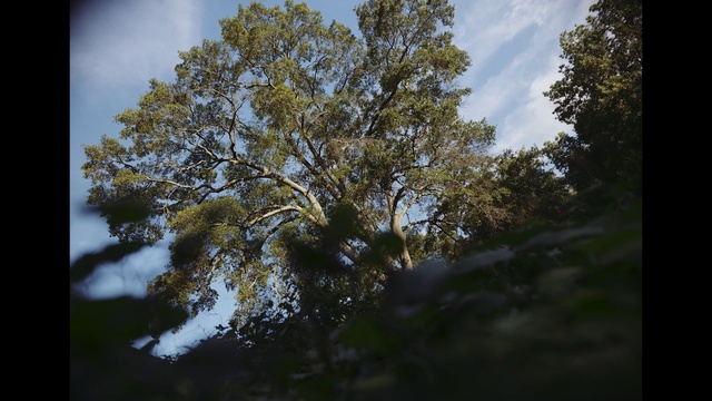 Video Reference: Cloud, Sky, Natural landscape, Twig, Wood, Tree, Trunk, Grass, Plant, Tints and shades