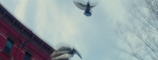 Video Reference: Bird, Daytime, Sky, Feather, Beak, Wing, Tail, Twig, Cloud, Art