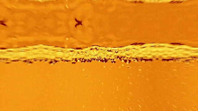 Video Reference: Water, Liquid, Ecoregion, Amber, Natural environment, Wood, Orange, Bird, Sunlight, Body of water