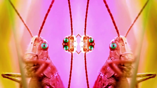 Video Reference: Human body, Red, Ornament, Magenta, Jewellery, Beauty, Event, Fun, Close-up, Electric blue