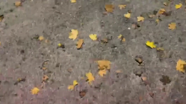 Video Reference: Leaf, Road surface, Asphalt, Yellow, Soil, Mixture, Concrete, Grass, Deciduous, Tar