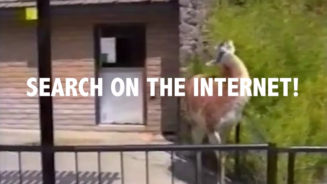 Video Reference: Building, Wood, Door, Plant, Fence, Font, Facade, House, Grass, Landscape