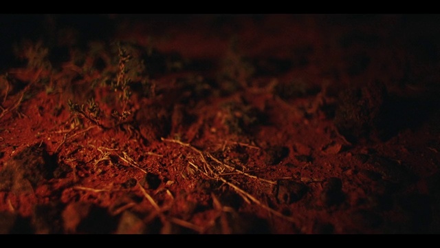 Video Reference: Brown, Sky, Wood, Branch, Twig, Natural landscape, Plant, Landscape, Deciduous, Grass