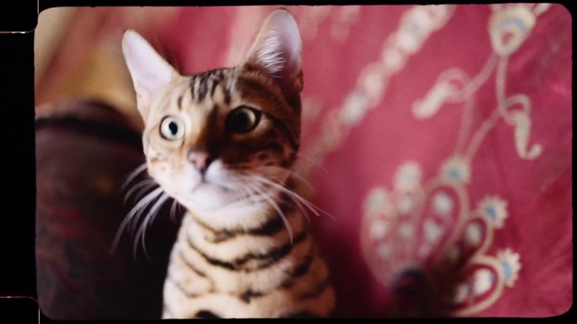 Video Reference: Cat, Felidae, Carnivore, Iris, Whiskers, Fawn, Small to medium-sized cats, Snout, Close-up, Fur