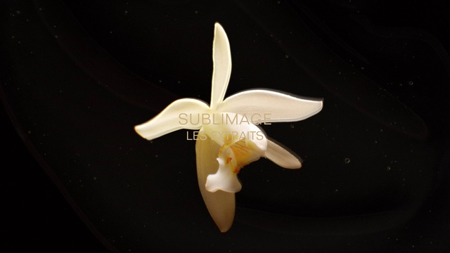 Video Reference: Flower, Petal, Terrestrial plant, Wing, Automotive design, Flowering plant, Plant, Propeller, Pedicel, Macro photography