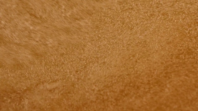 Video Reference: Brown, Fawn, Beige, Tints and shades, Flooring, Pattern, Landscape, Peach, Wood, Soil