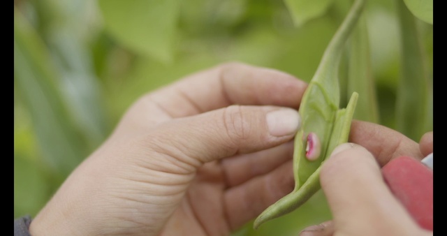 Video Reference: Hand, Plant, Terrestrial plant, Finger, Thumb, Grass, Petal, Nail, People in nature, Flowering plant